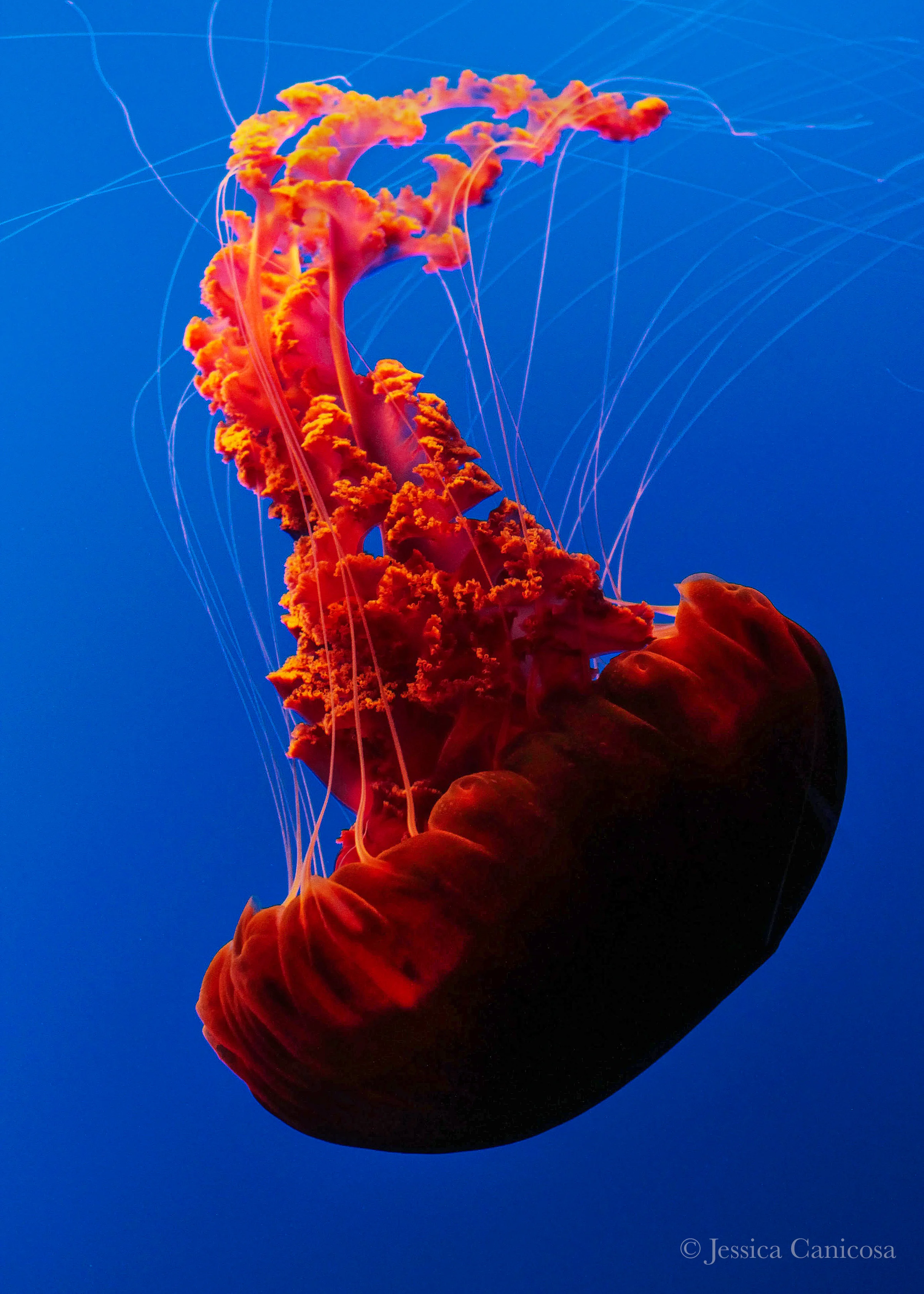 Jelly fish.jpg