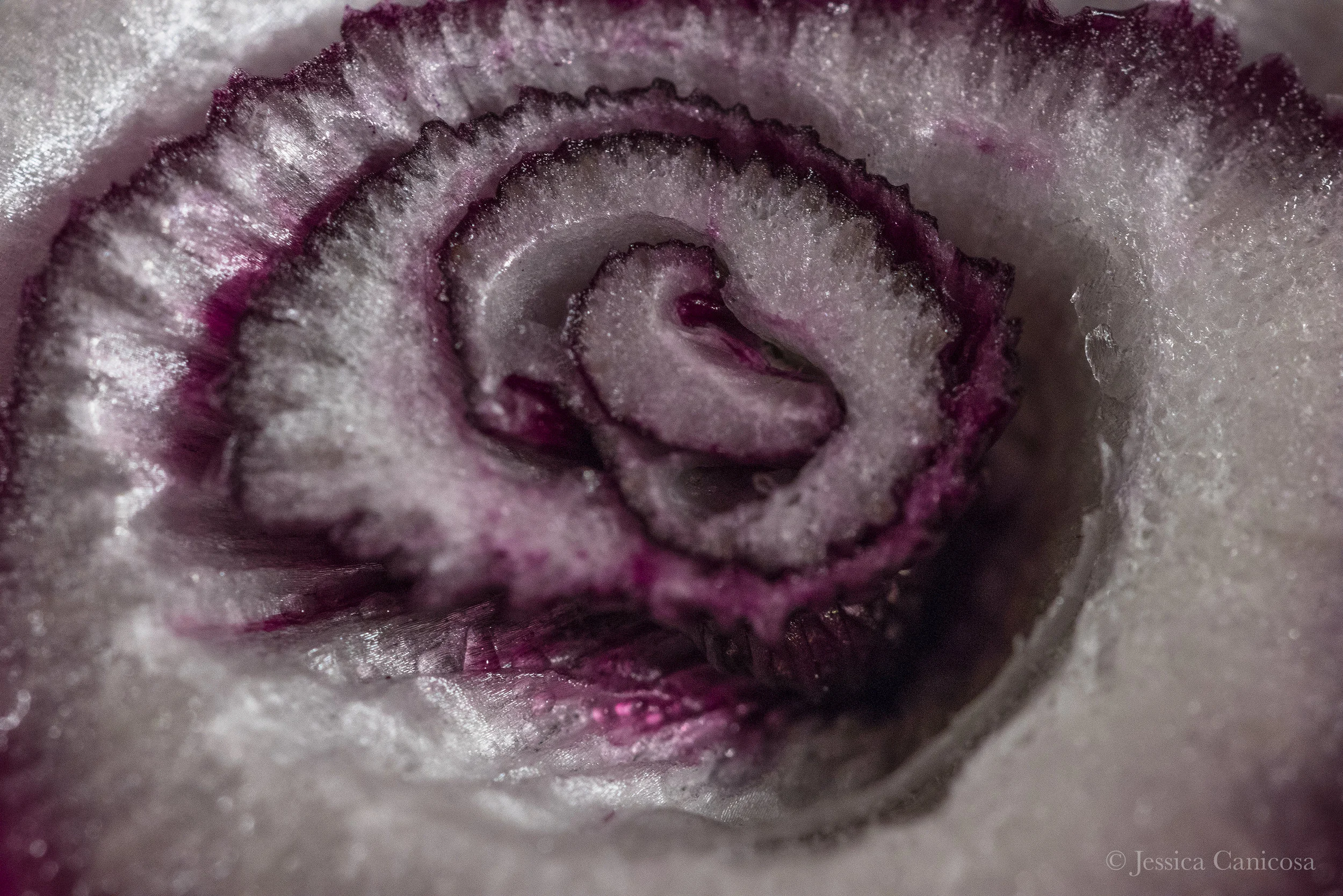 Close onion rose.jpg