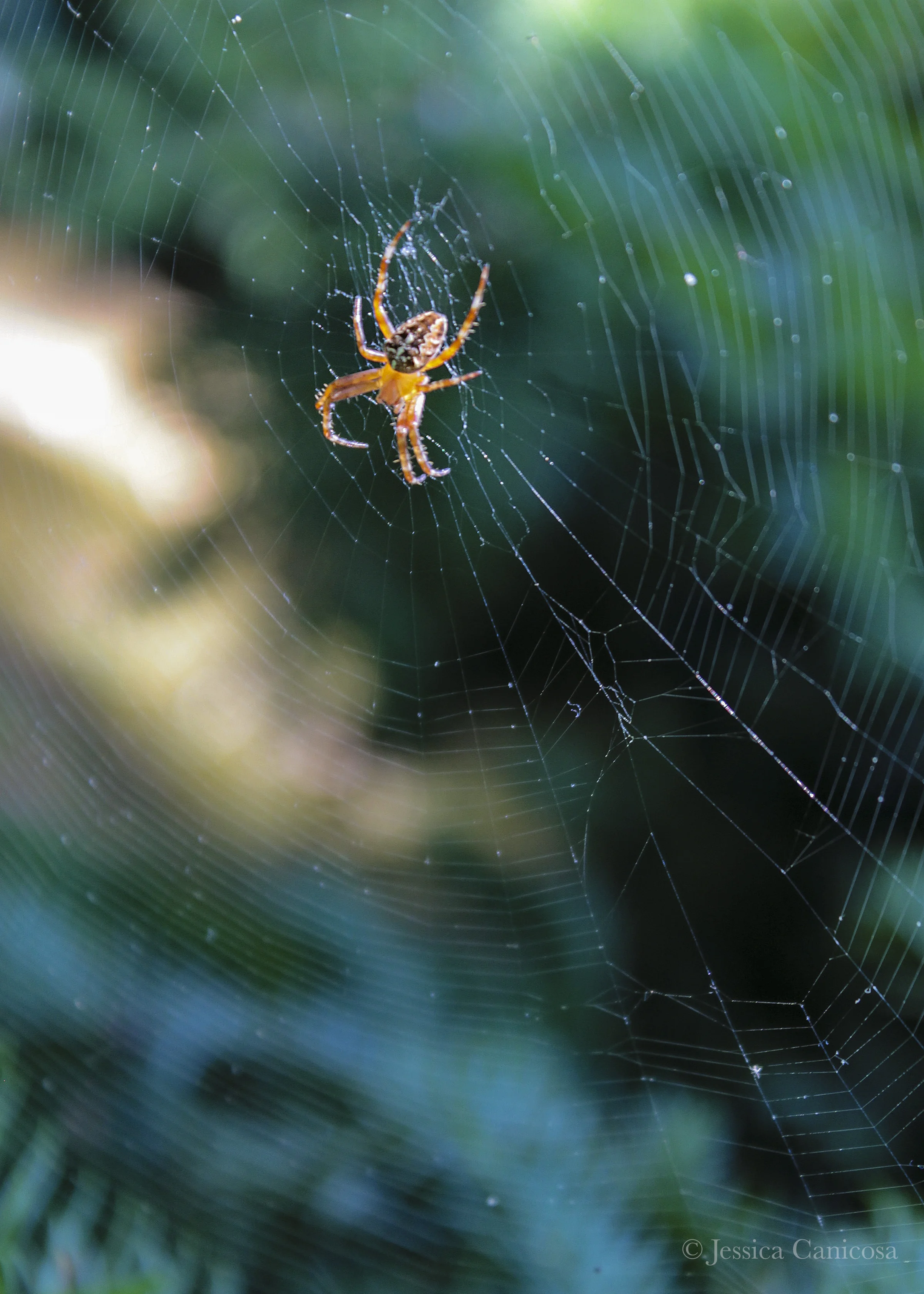 Spider on Web.jpg