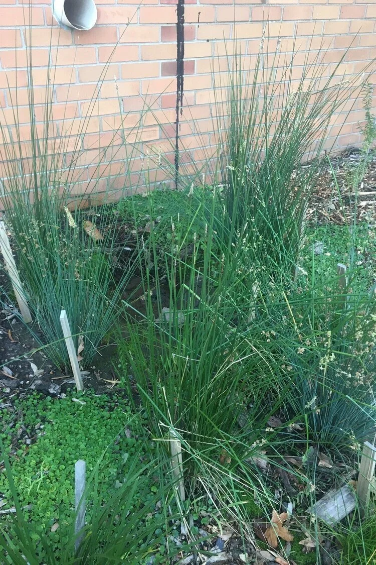 Lovely things in the 'hood: plants and compost edition