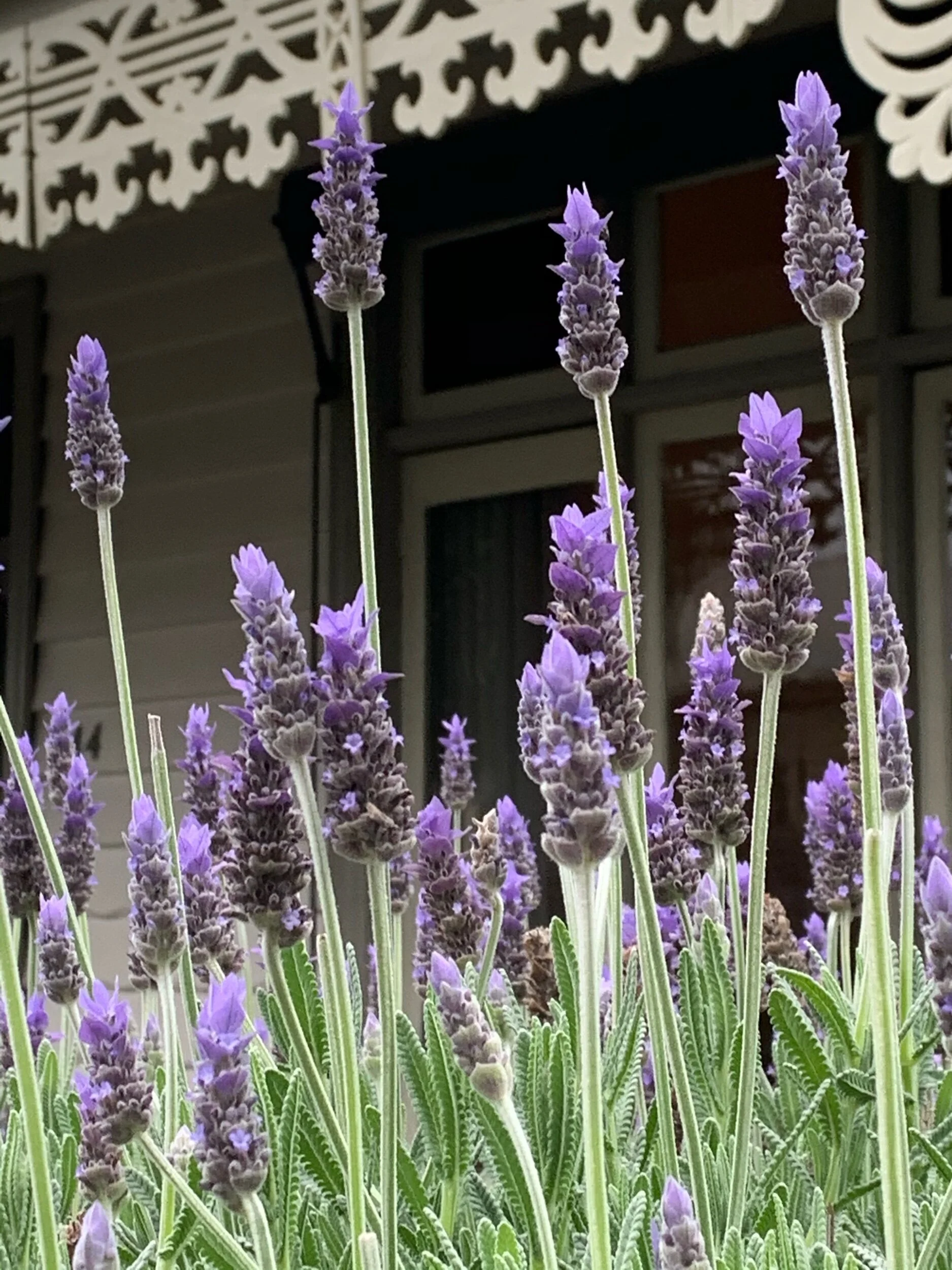 Local shopping and 3 good things