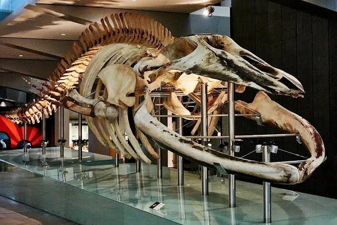 National science week