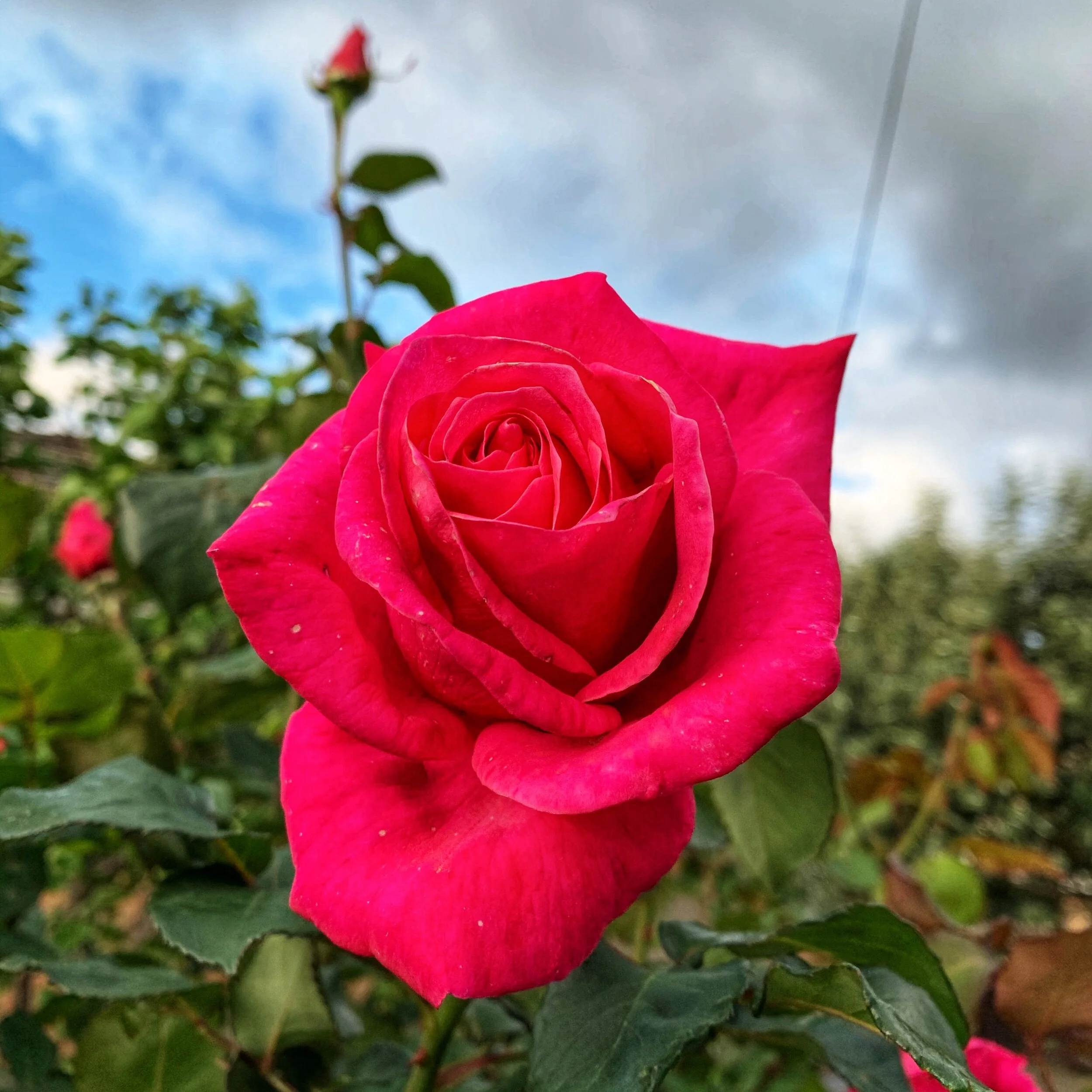 Neighbourhood rose competition - week 1