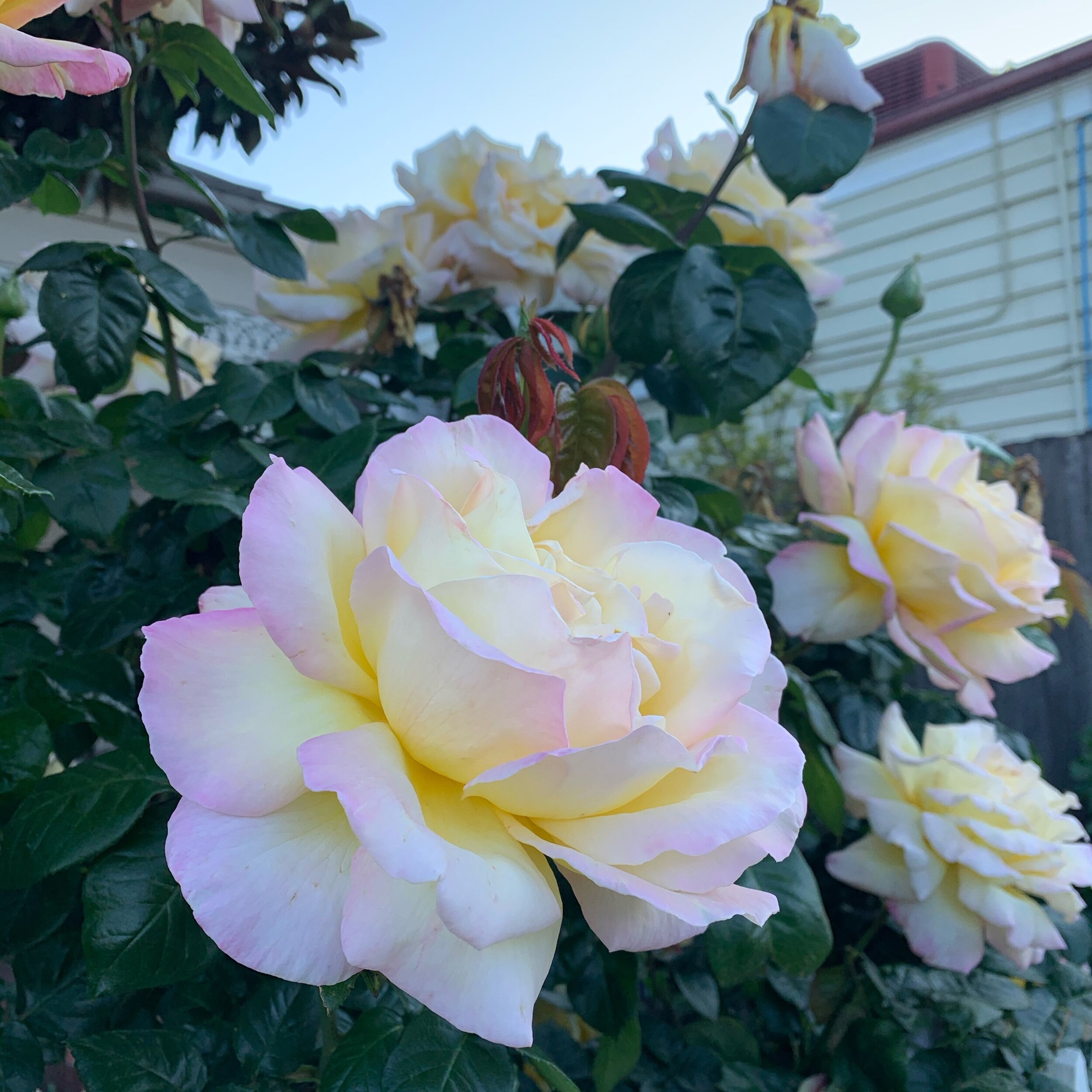 Neighbourhood rose appreciation day