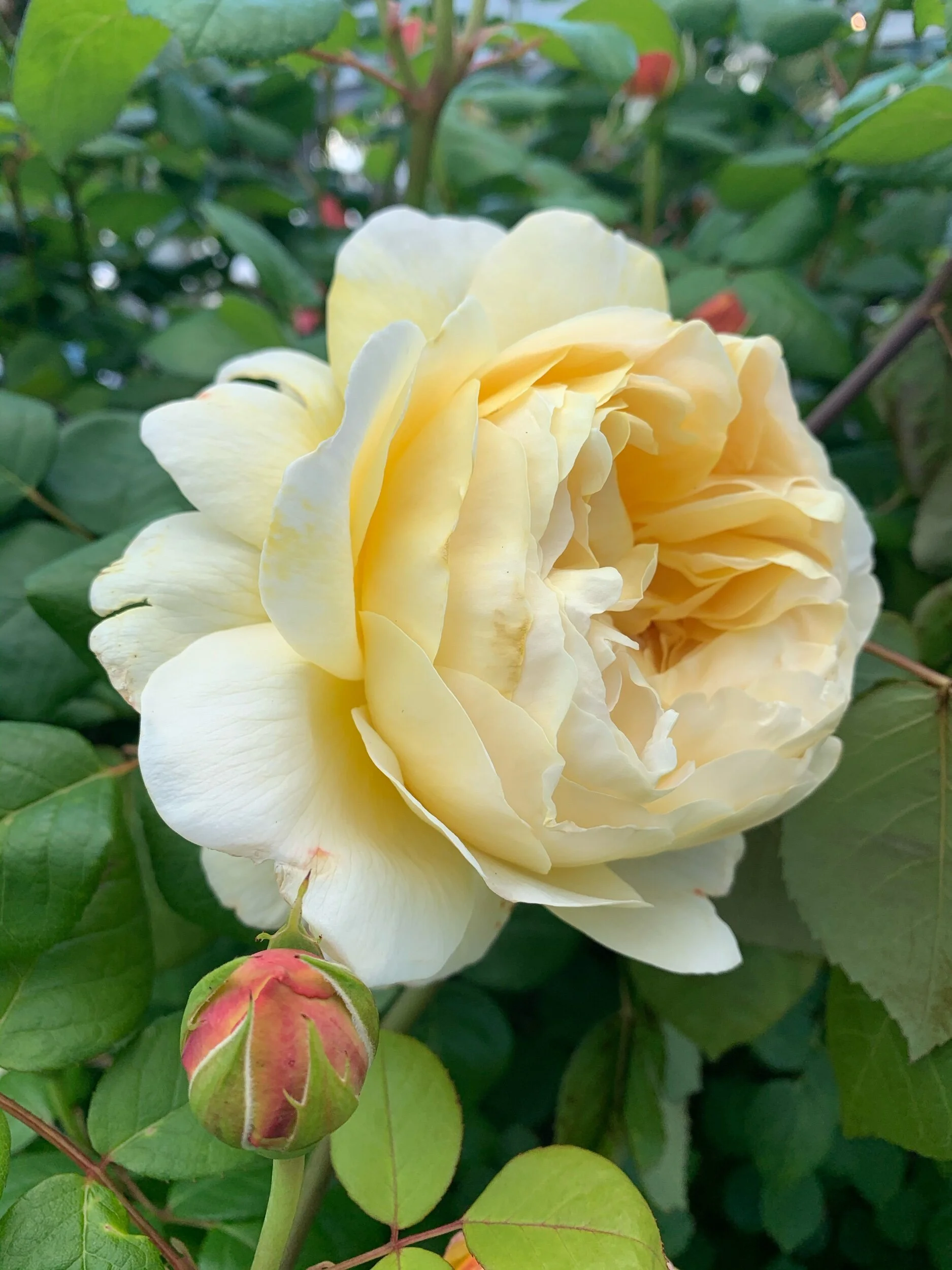 Neighbourhood roses - week 3