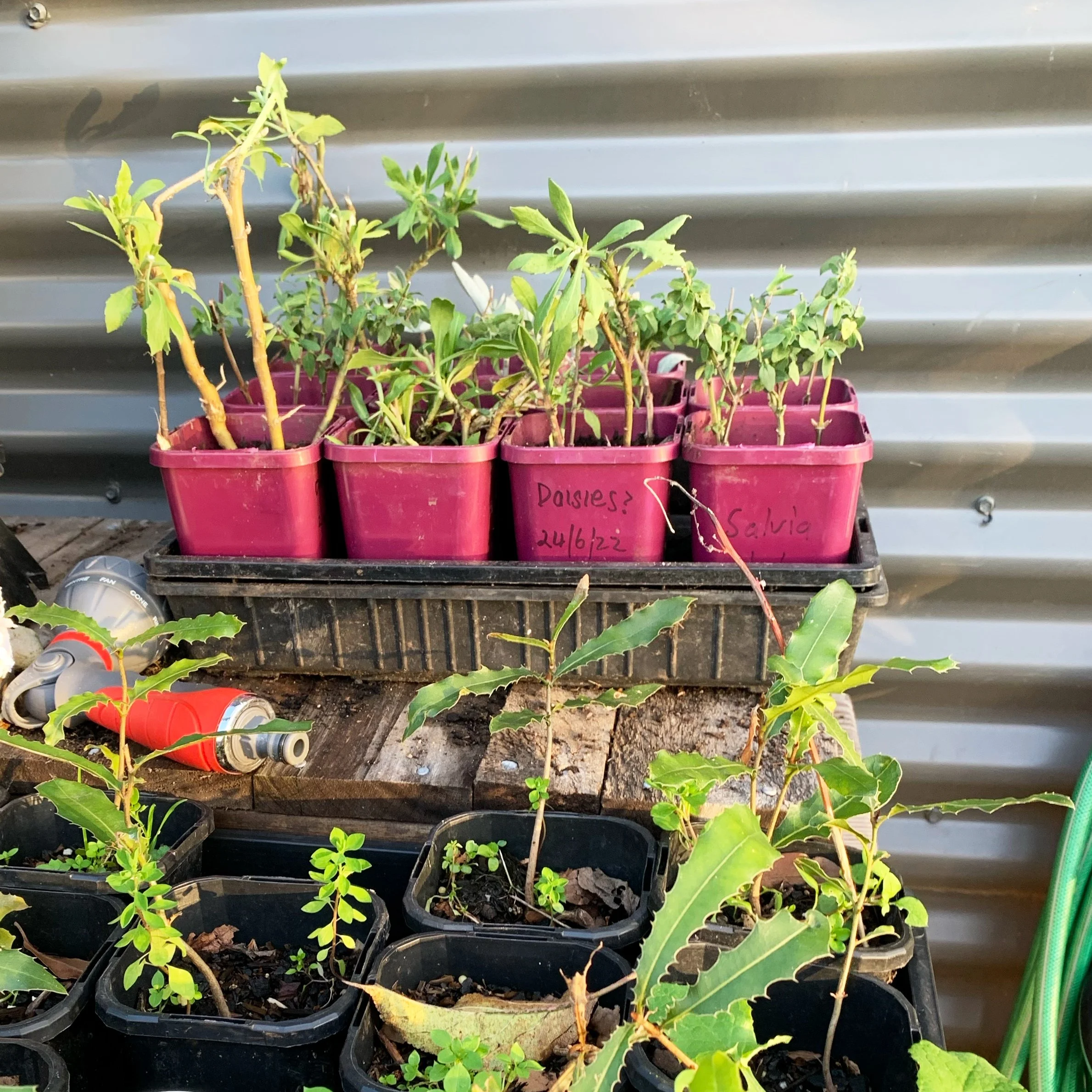 Cuttings and prunings …