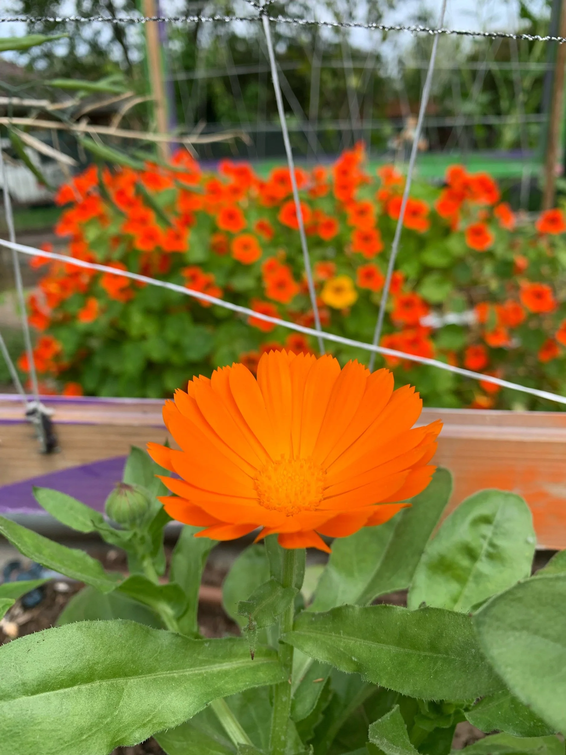 Our garden