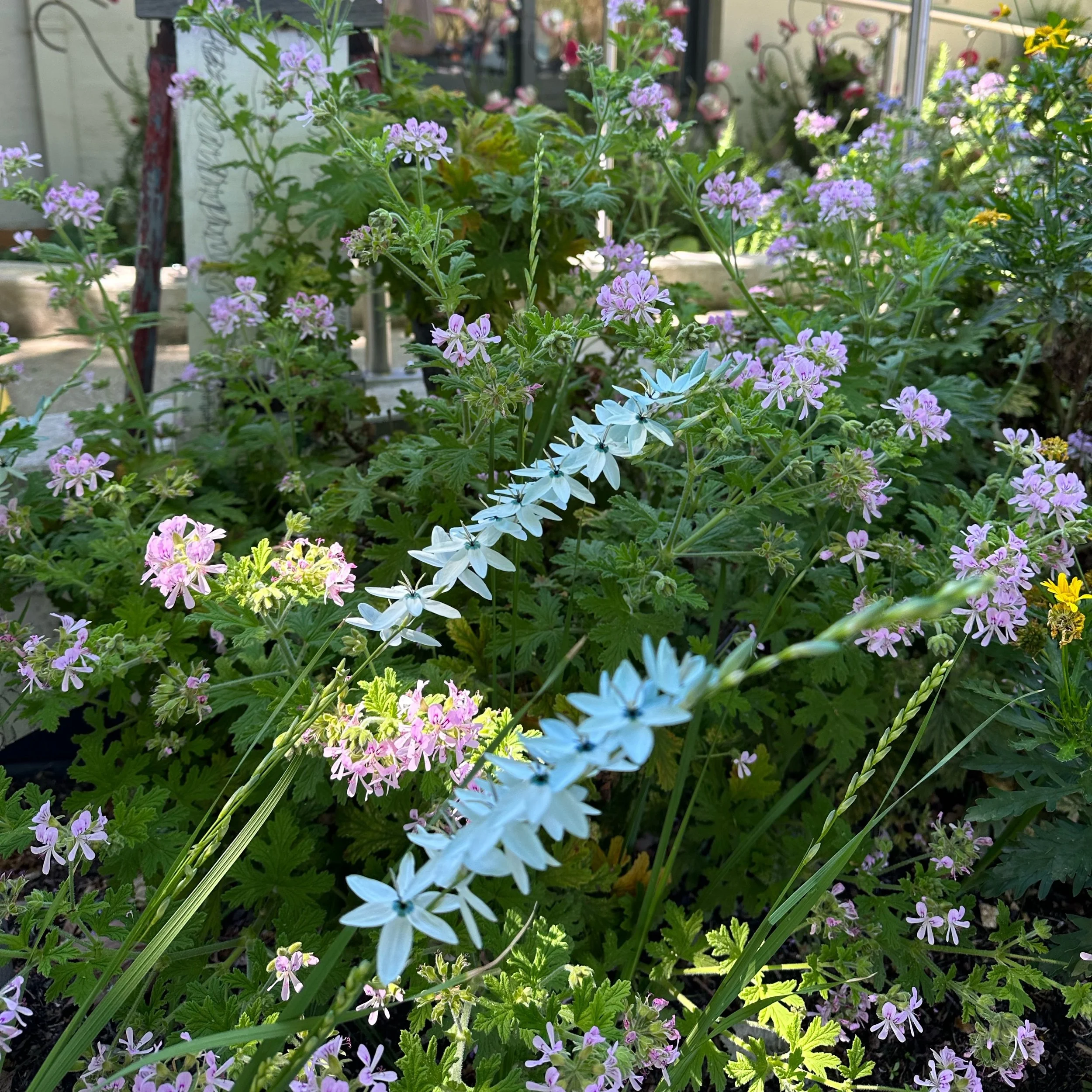 Gardening … news etc.