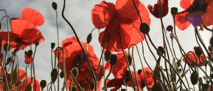 ANZAC day dawn service