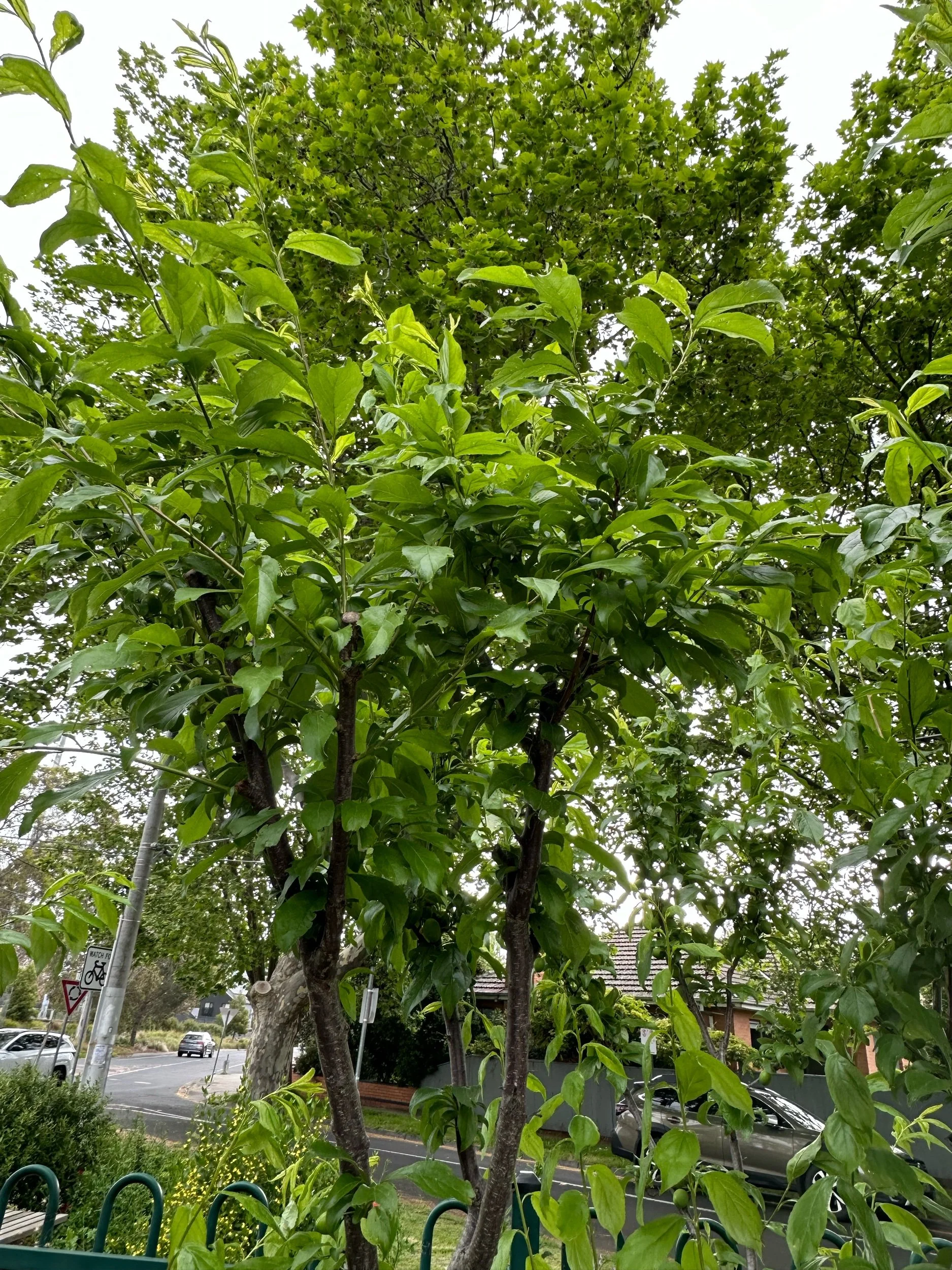 Urban agriculture month