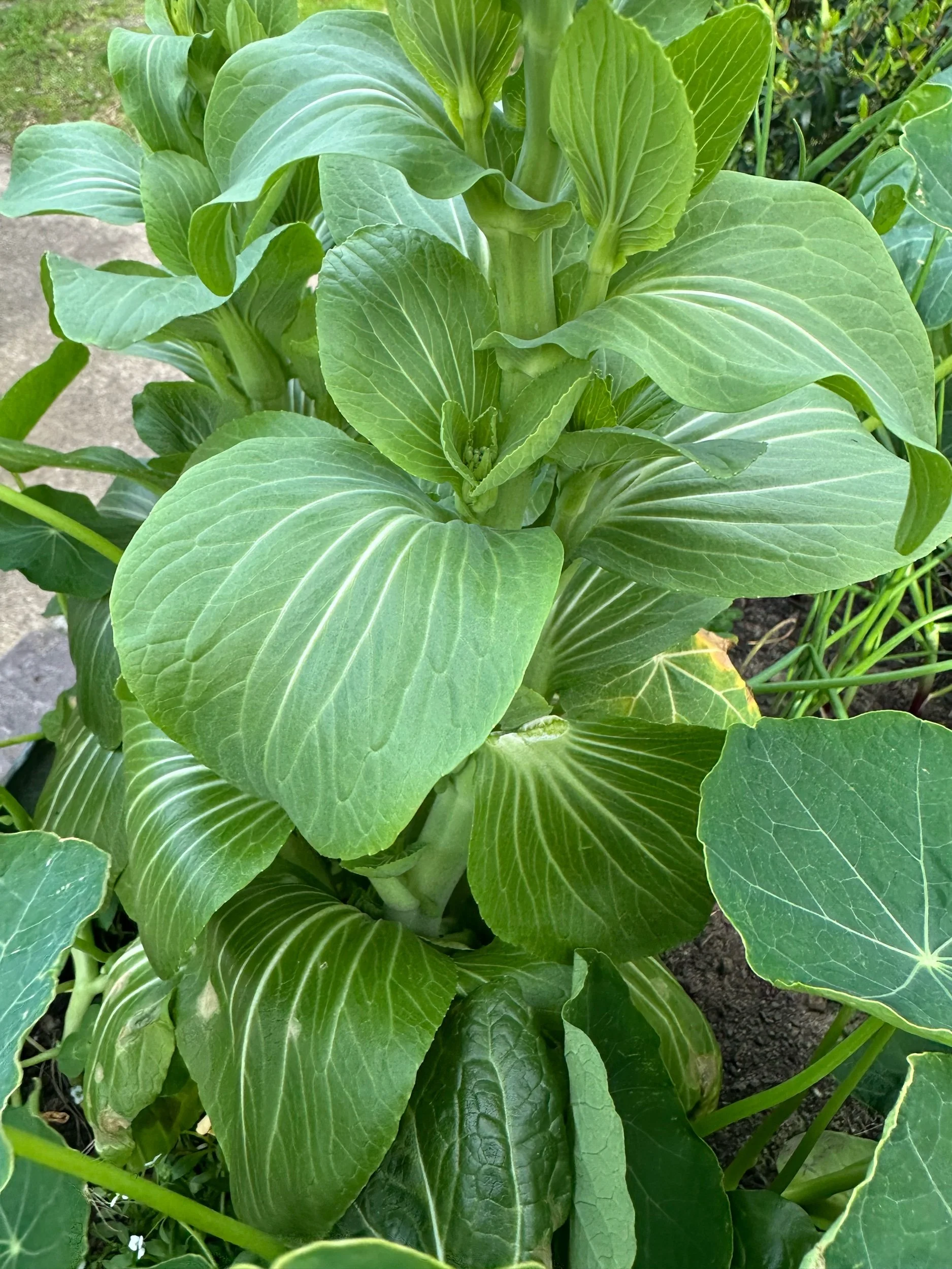 Term 4 - welcome back!