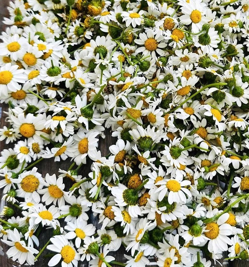 The chamomile from our #communitygarden picked and ready for drying #neighbourhoodhouse #gardentocupoftea