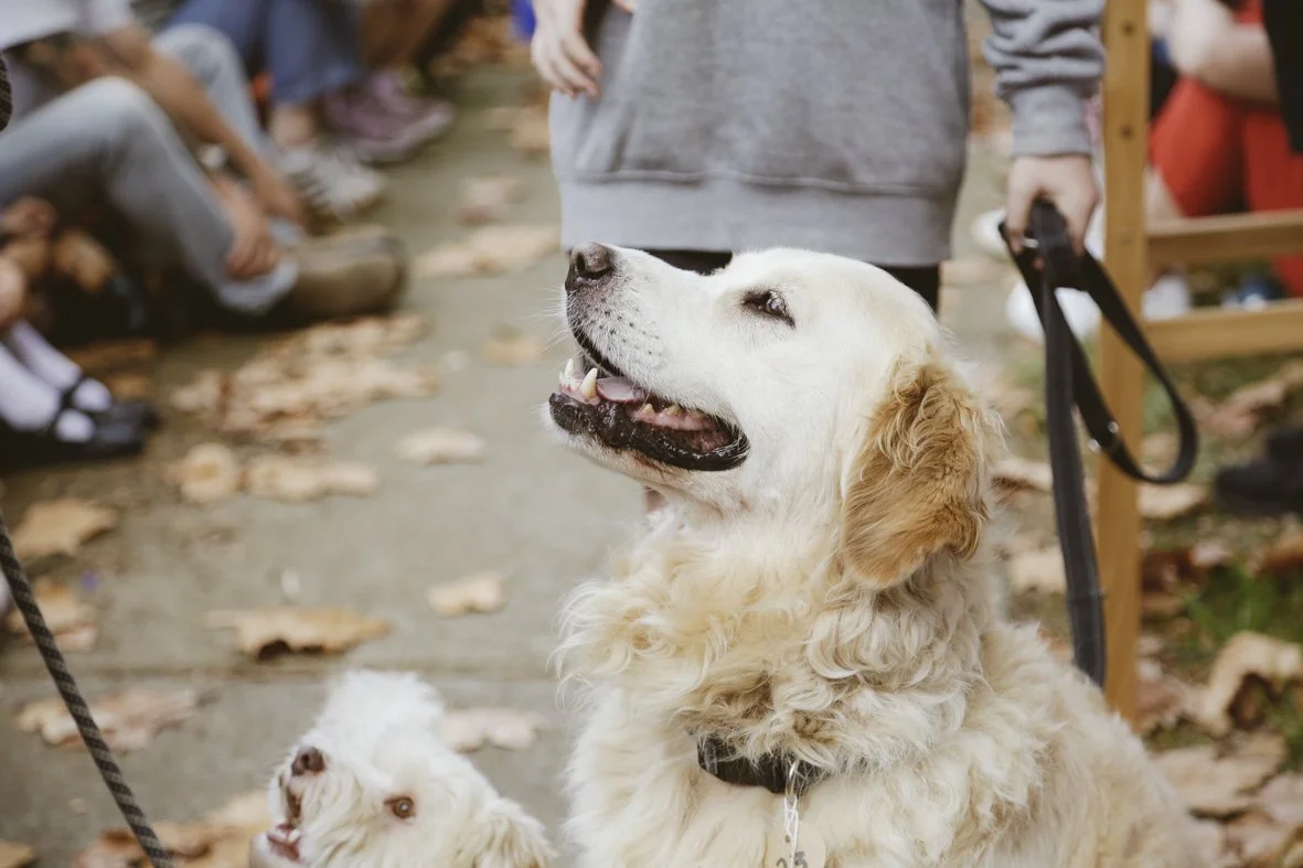 ACC AlphShow25 LR-2554.jpg