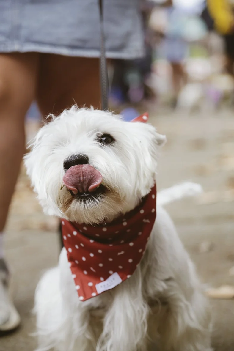 ACC AlphShow25 LR-2690.jpg