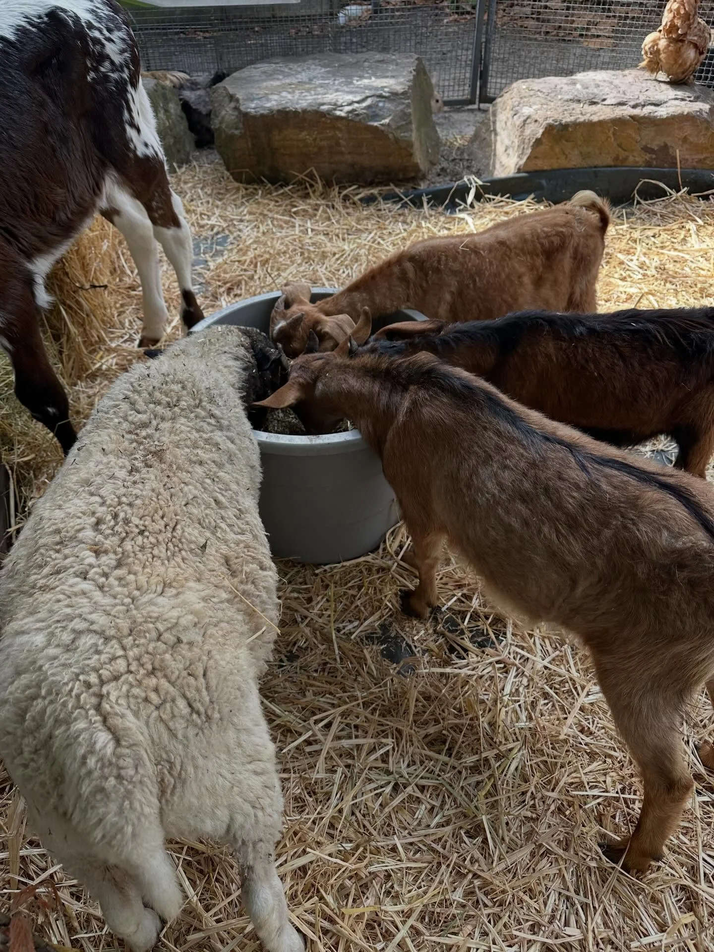 Petting zoo at the Alphington Show.come on down 11am-2pm today! #alphington #kidsinmelbourne