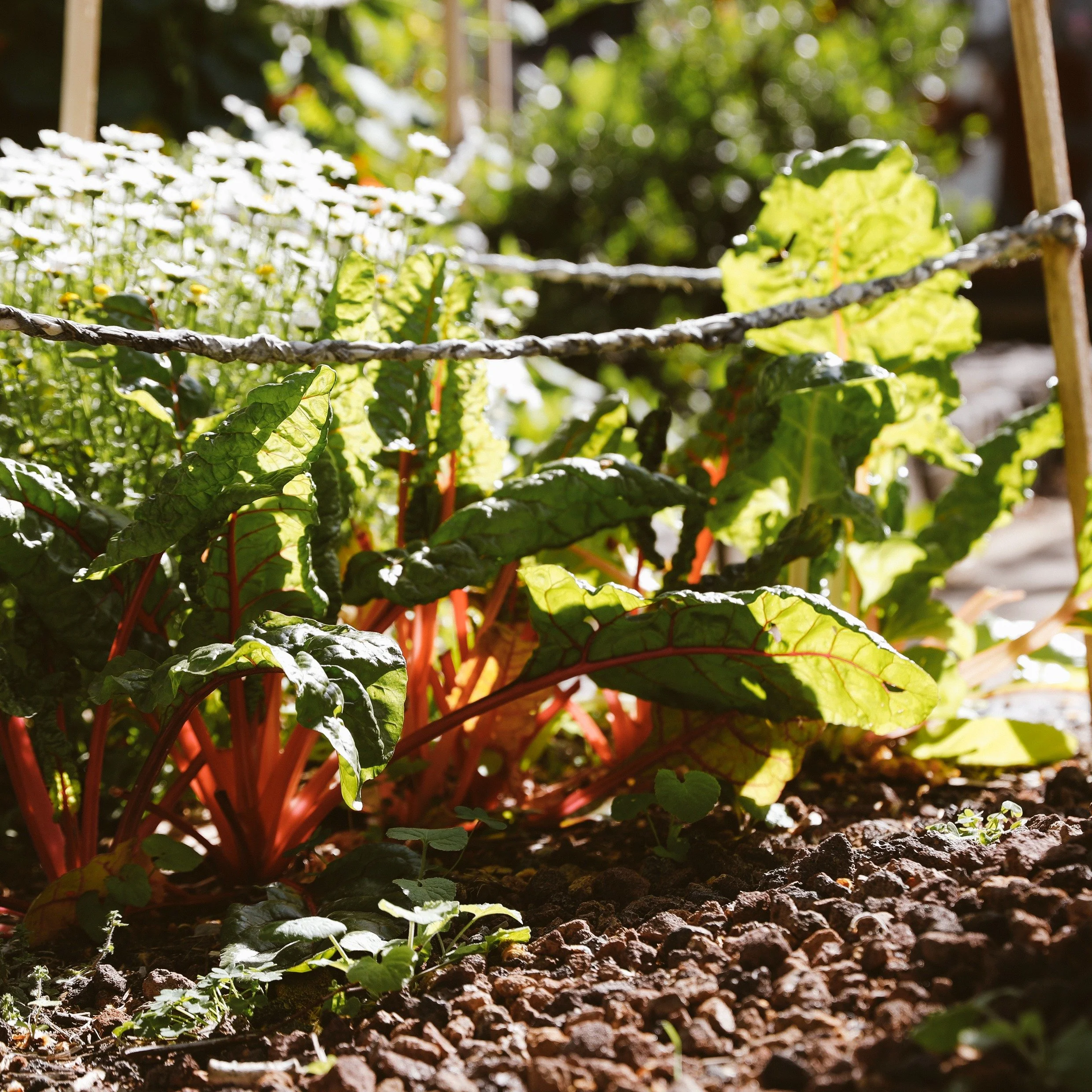 Come along next Saturday the 16th of May from 10am - 12pm for the first of two sustainability workshops we are running this month at ACC!

In this workshop called Living Soils, Living People, we will be learning about soil microbes and how they can a