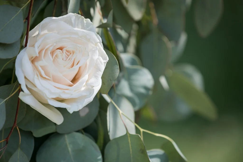 Natural Outdoor Wedding Ceremony Arch Pointe-du-Moulin - Ile Perrot