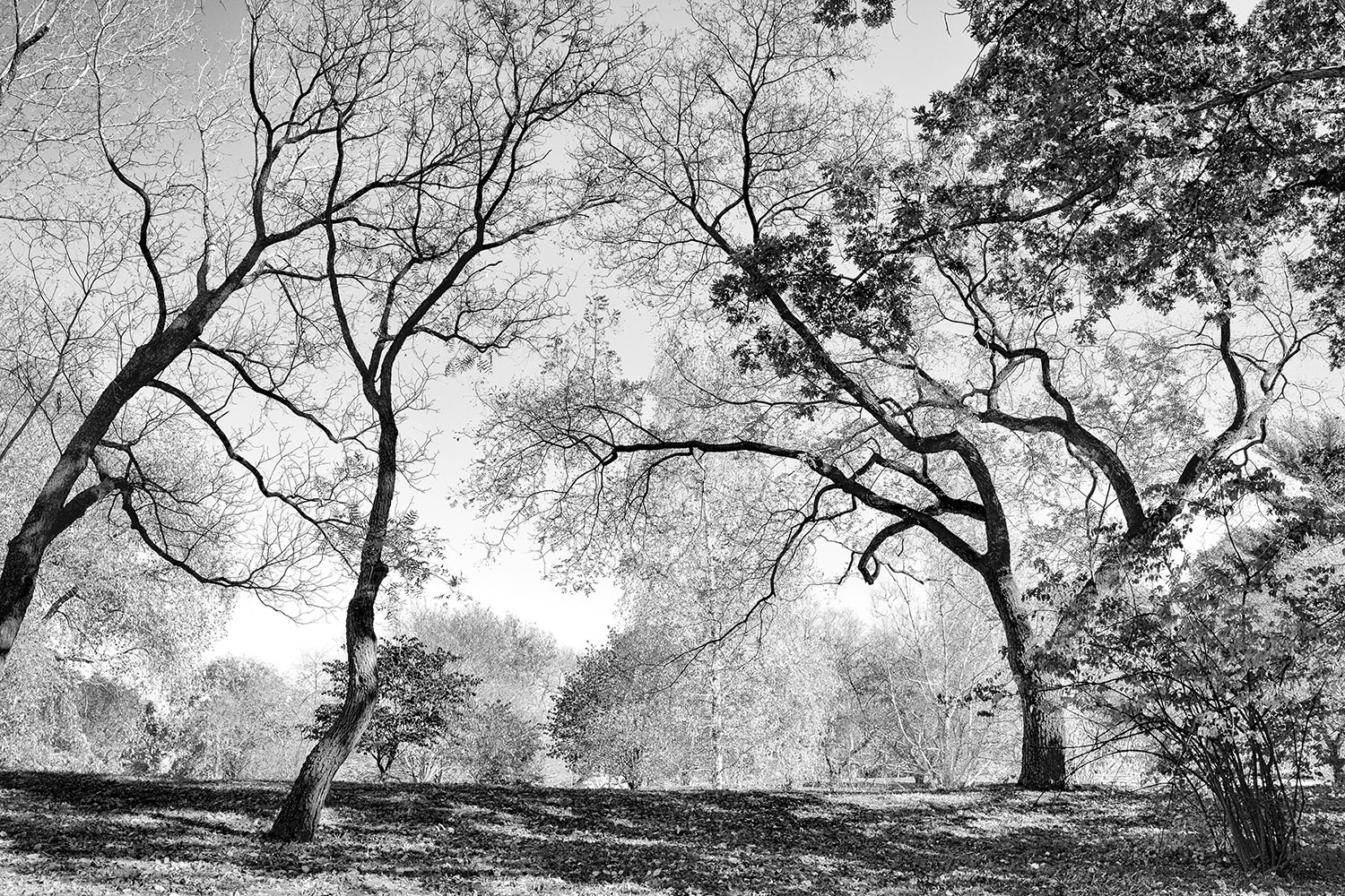 Arnold Arboretum