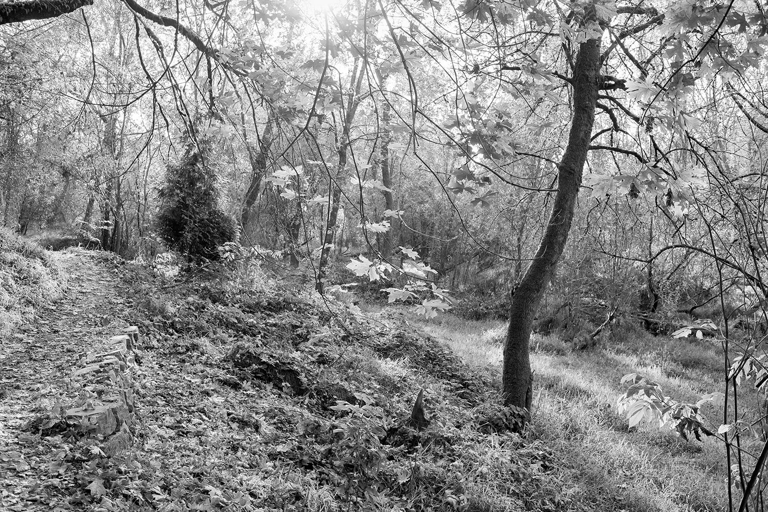 2013Oct26_0086 B&W copy.jpg