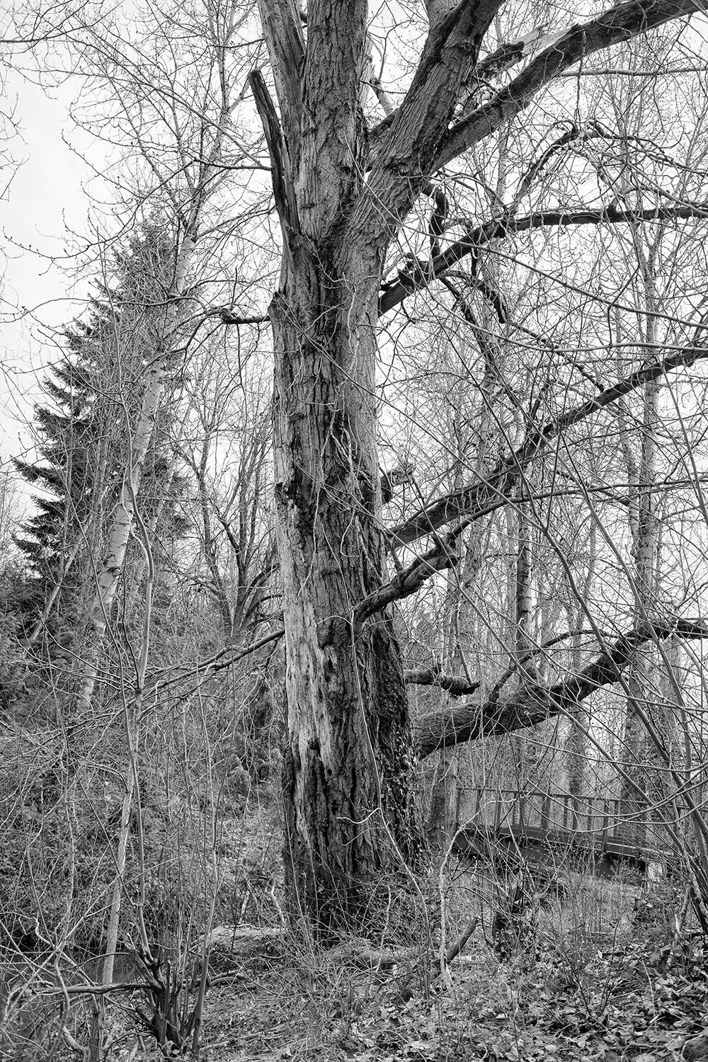 20140313_0013 B&W copy.jpg