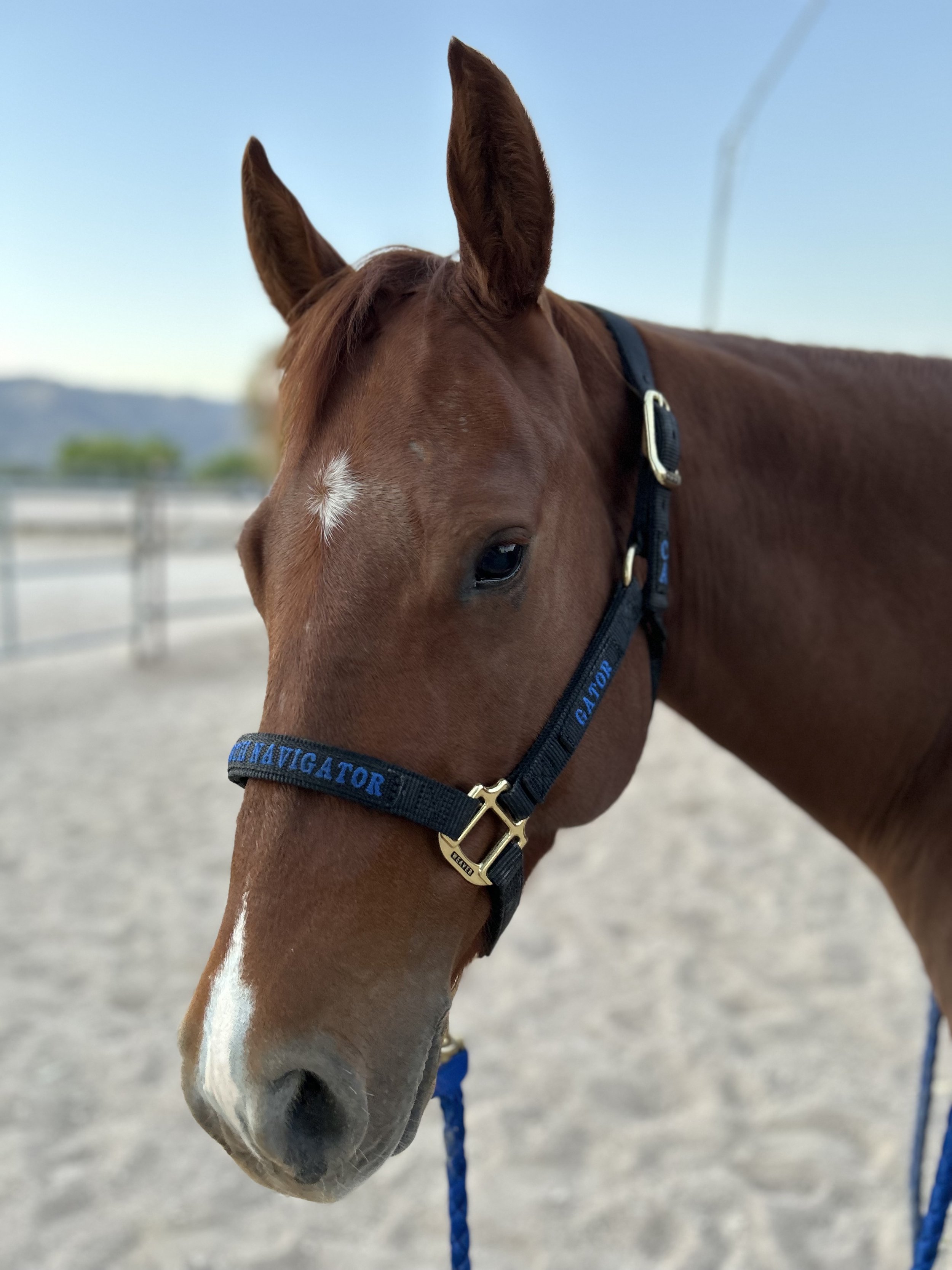 How to Buy a Horse — CAROLINE ARENDT