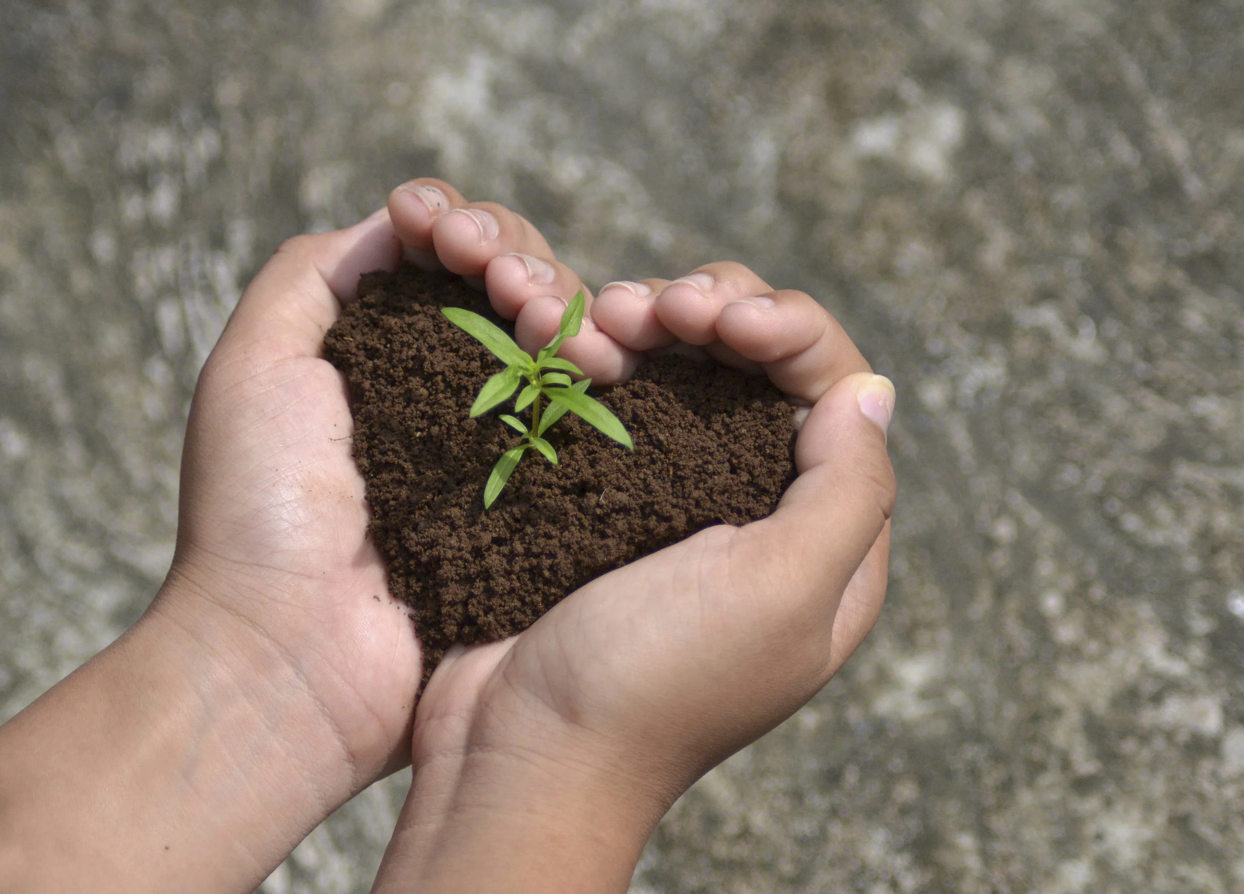 seedling-growing-in-hands-heart-shape-soil.jpg