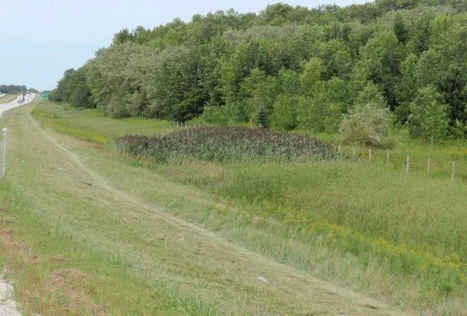Lakeshore Natural Resource Partnership to host workshops on invasive Phragmites