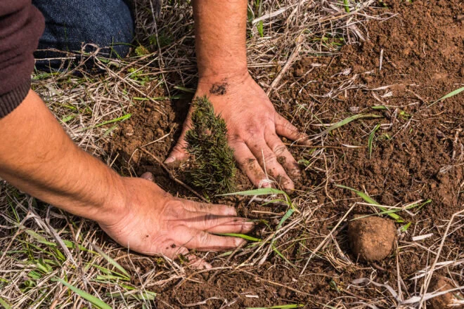 Climate Change Coalition Leads Tree Distribution