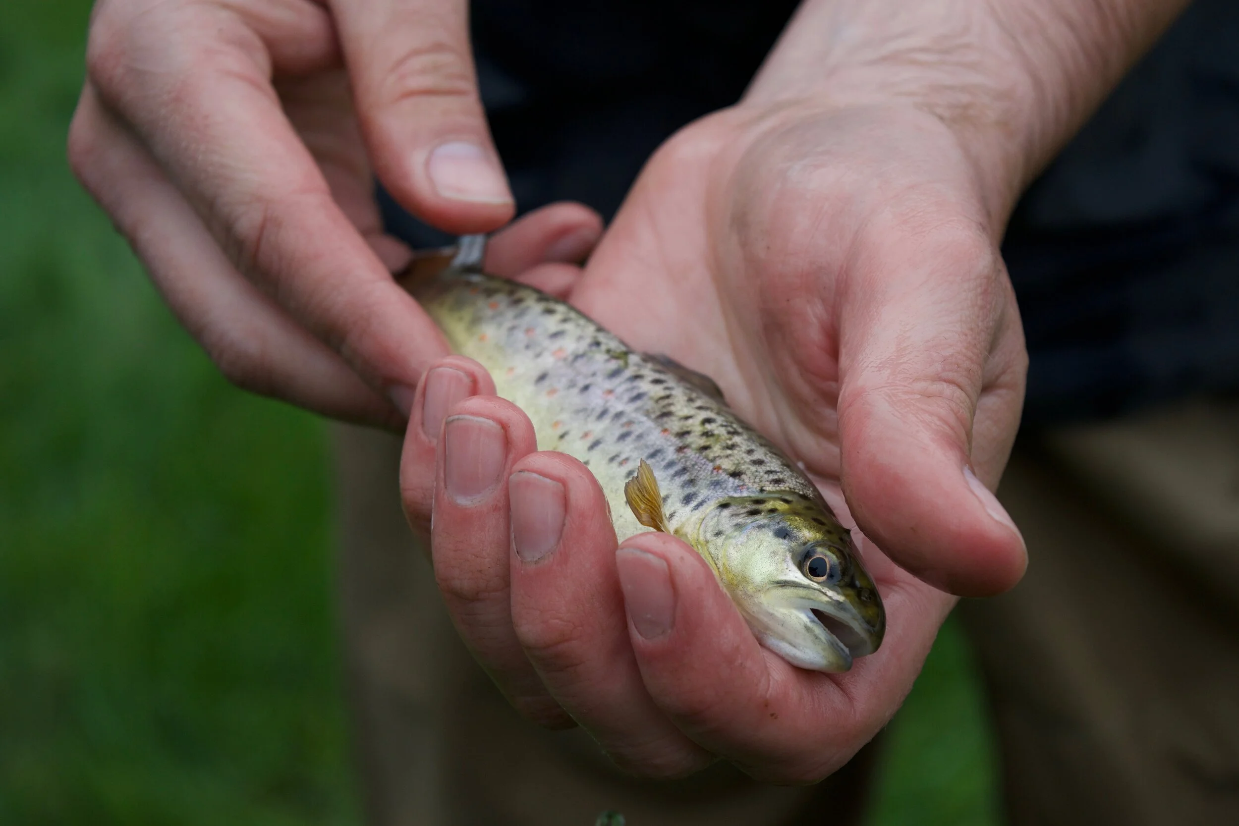 Fish Tales Lecture Series-Using Science to Control Sea Lamprey in Lake Michigan