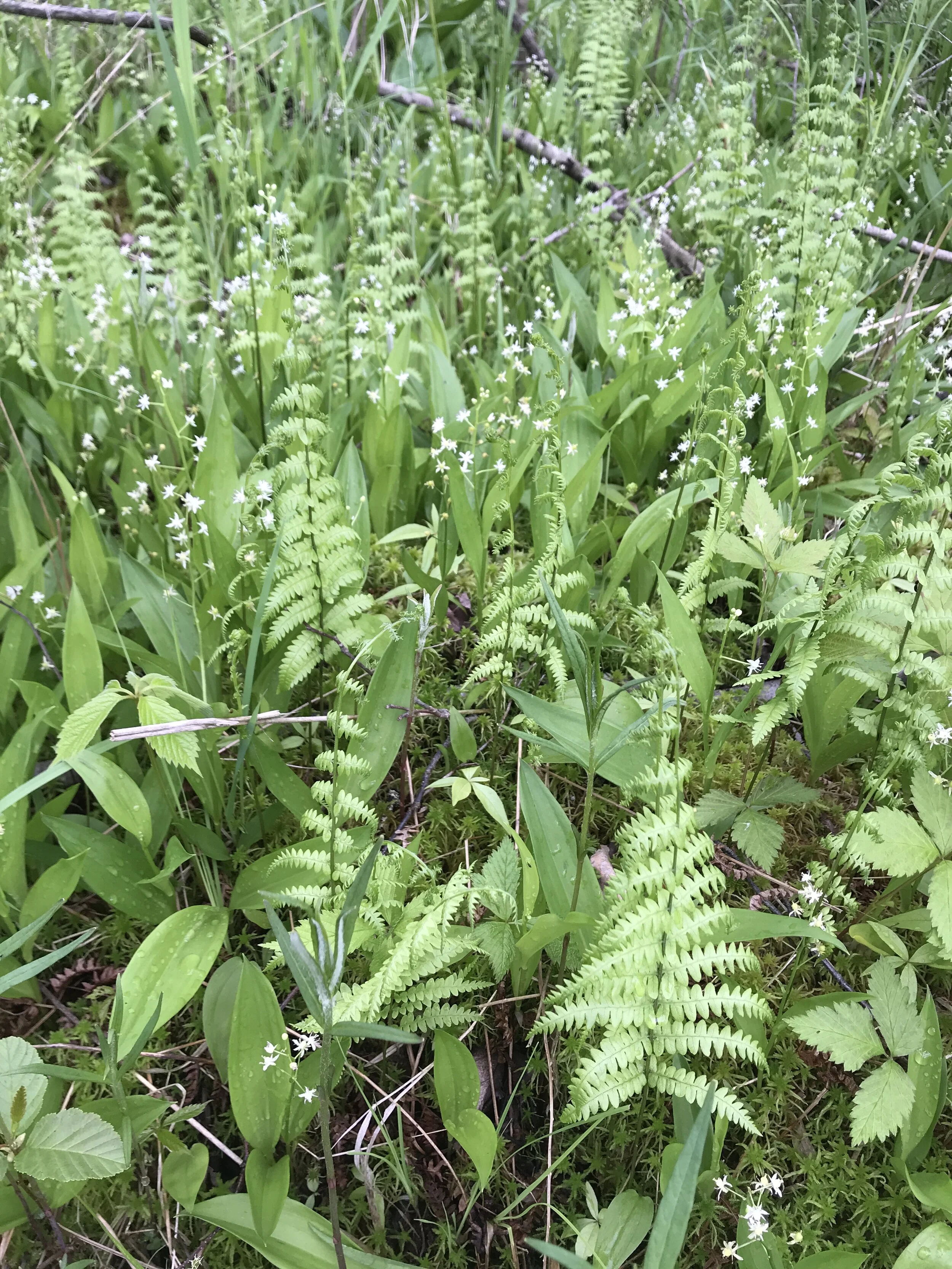 Climate Impacts on Local Flora &amp; Fauna - Field Trip