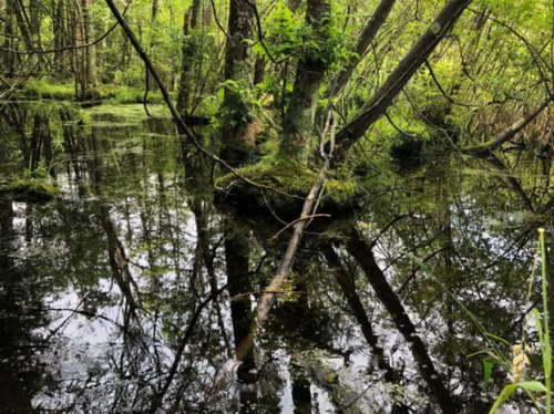 Ephraim Swamp Field Trip