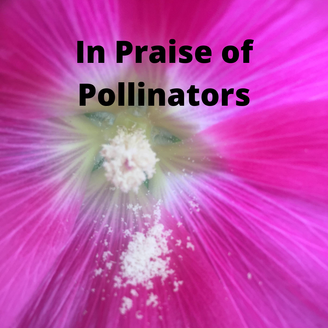 In Praise of Pollinators-Words and Music at the Park 