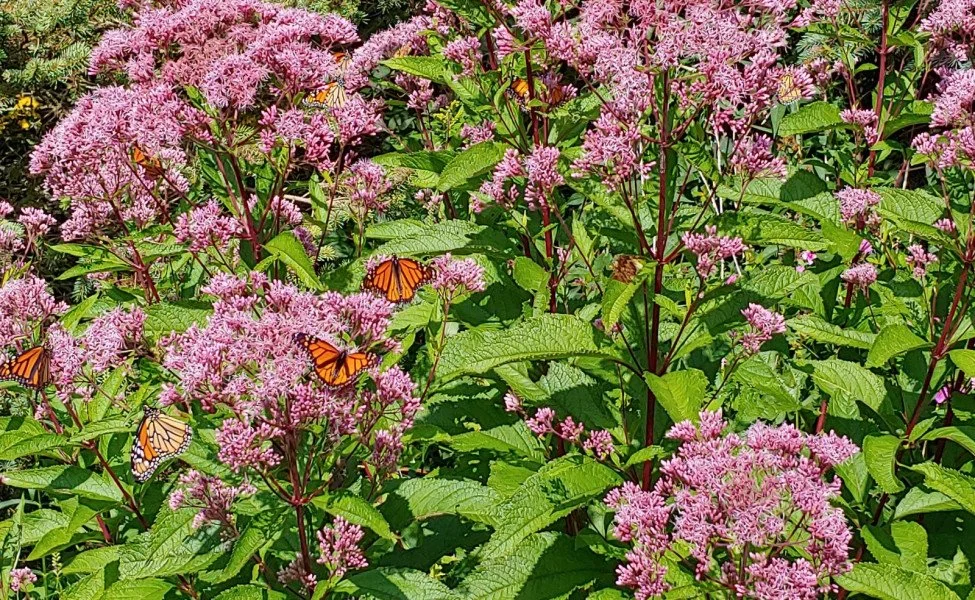Beneficial Backyard and Communities