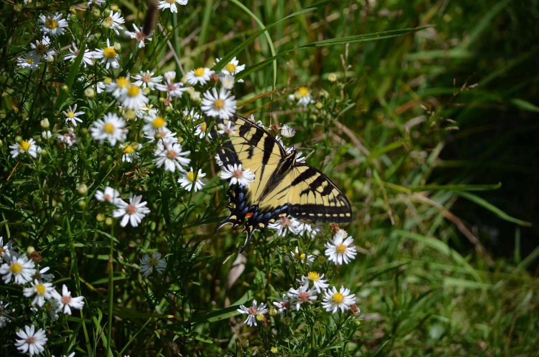 There are many ways to support LNRP. Thank you for your generosity!