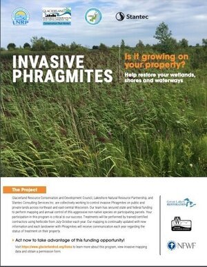 Invasive Phragmites . Is it growing on your property?