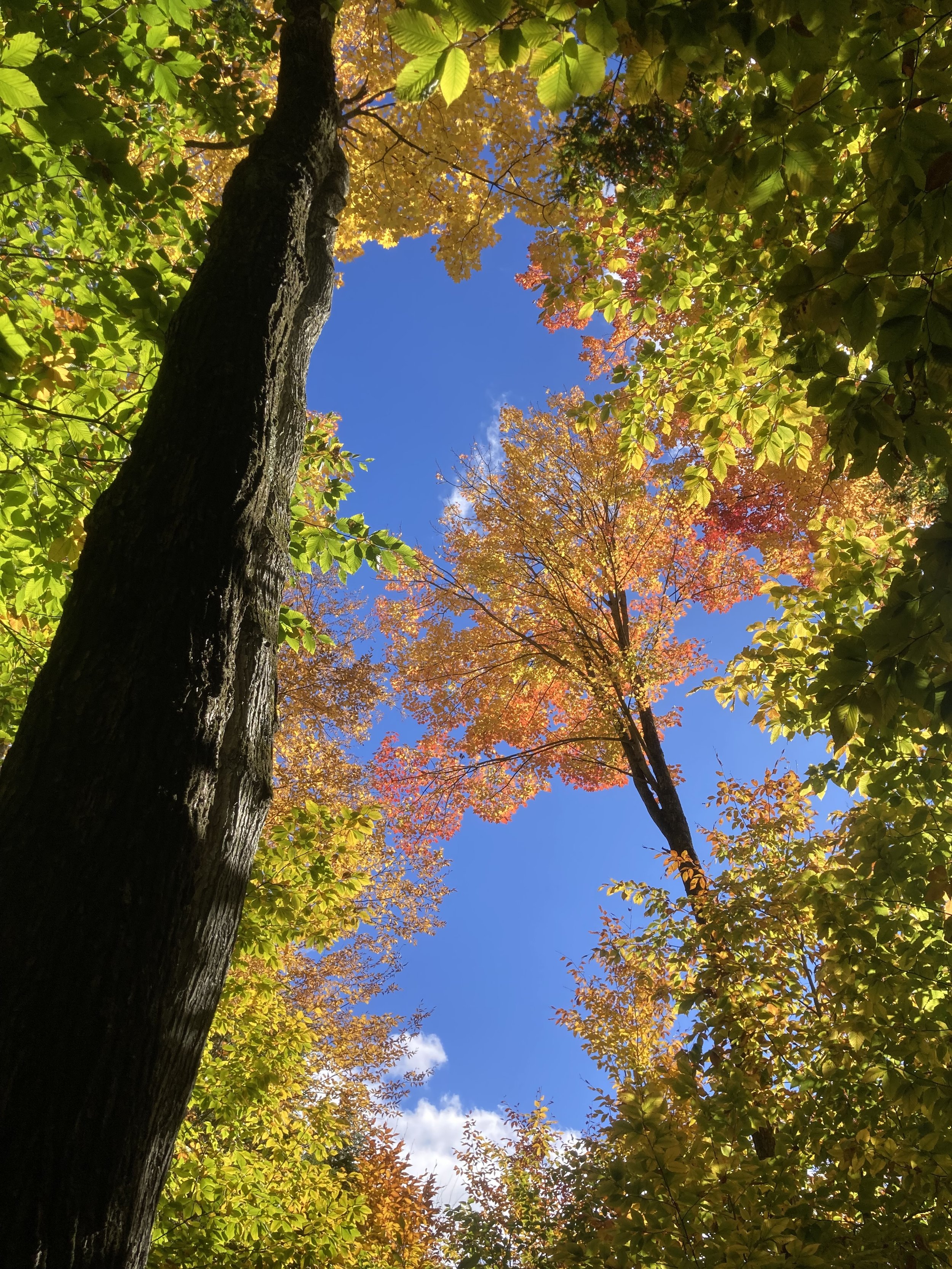 An Open Autumn Letter... Message from the Board President