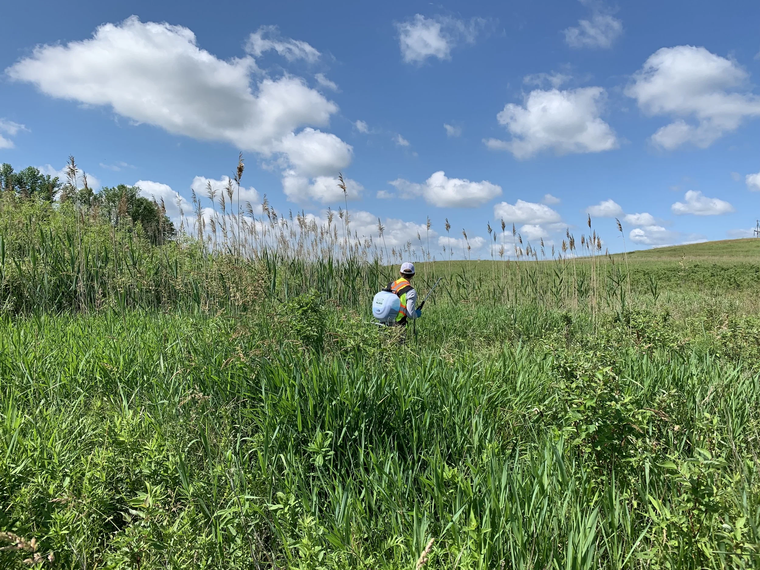Project Update — Eradicating Invasive Phragmites from Calumet County &amp; Northeast Wisconsin