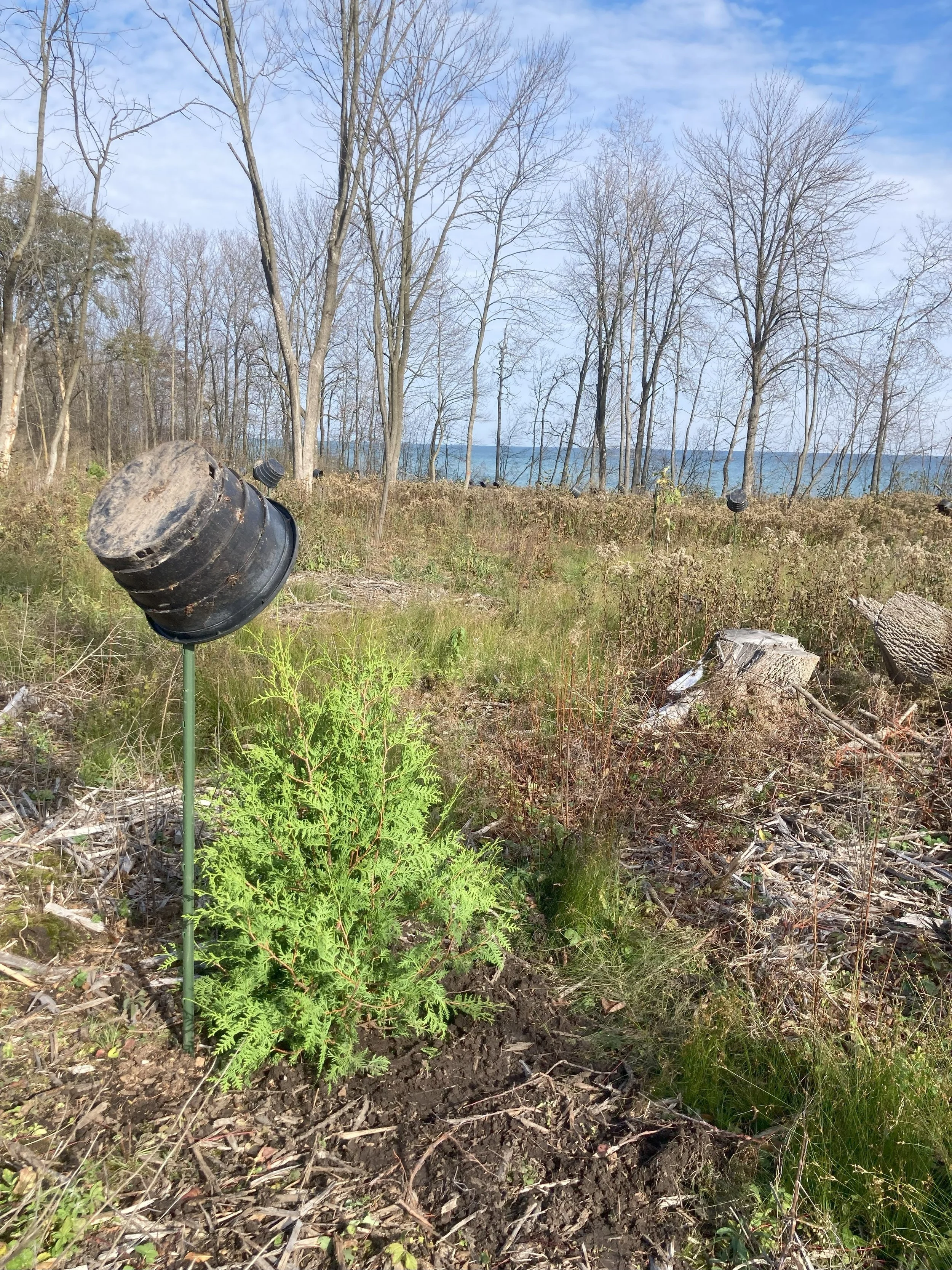 Adapting to Change: Collaborative & Science-Driven Reforestation for Coastal Resilience