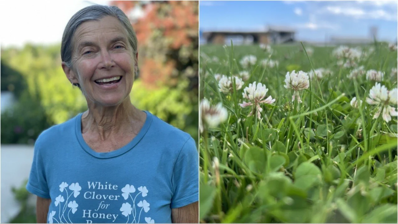 The power of clover: Sheboygan woman saving communities money with grass alternative