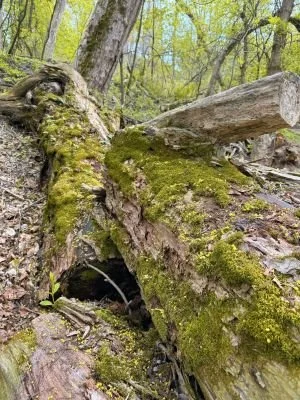 LNRP Spring 2025 Updates from Board President Mike Vandersteen