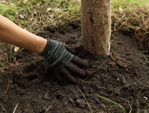 ROOTS Putting Shovels In the Ground in Annual Reforestation Push