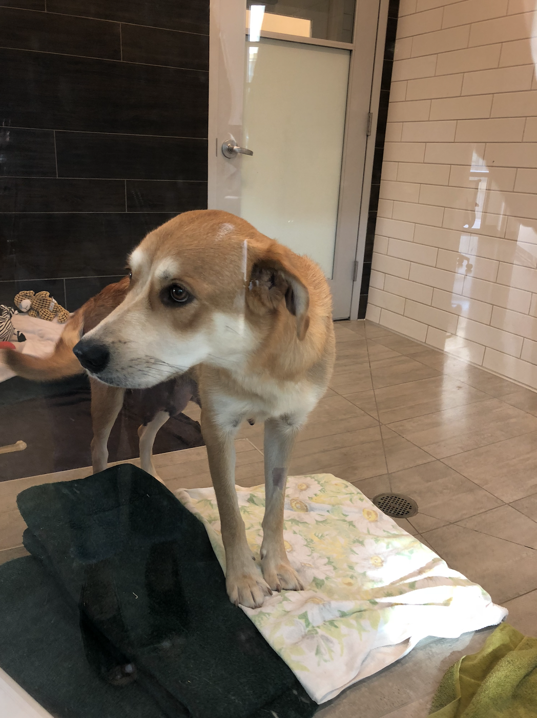 Meeting Maizy for the first time at the SF SPCA