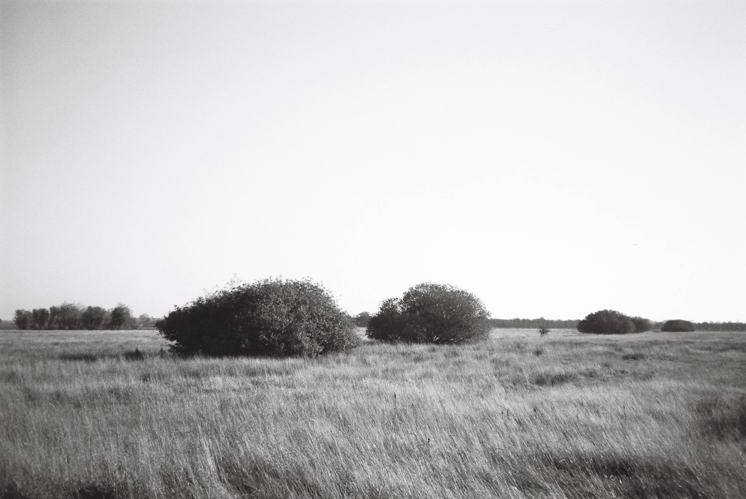 Ilford PanF50/Olympus Mju lll 