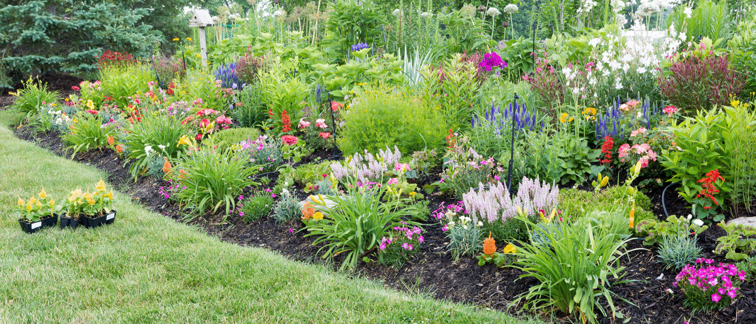 Green-Elephant-Gardens-flowerbeds.jpg