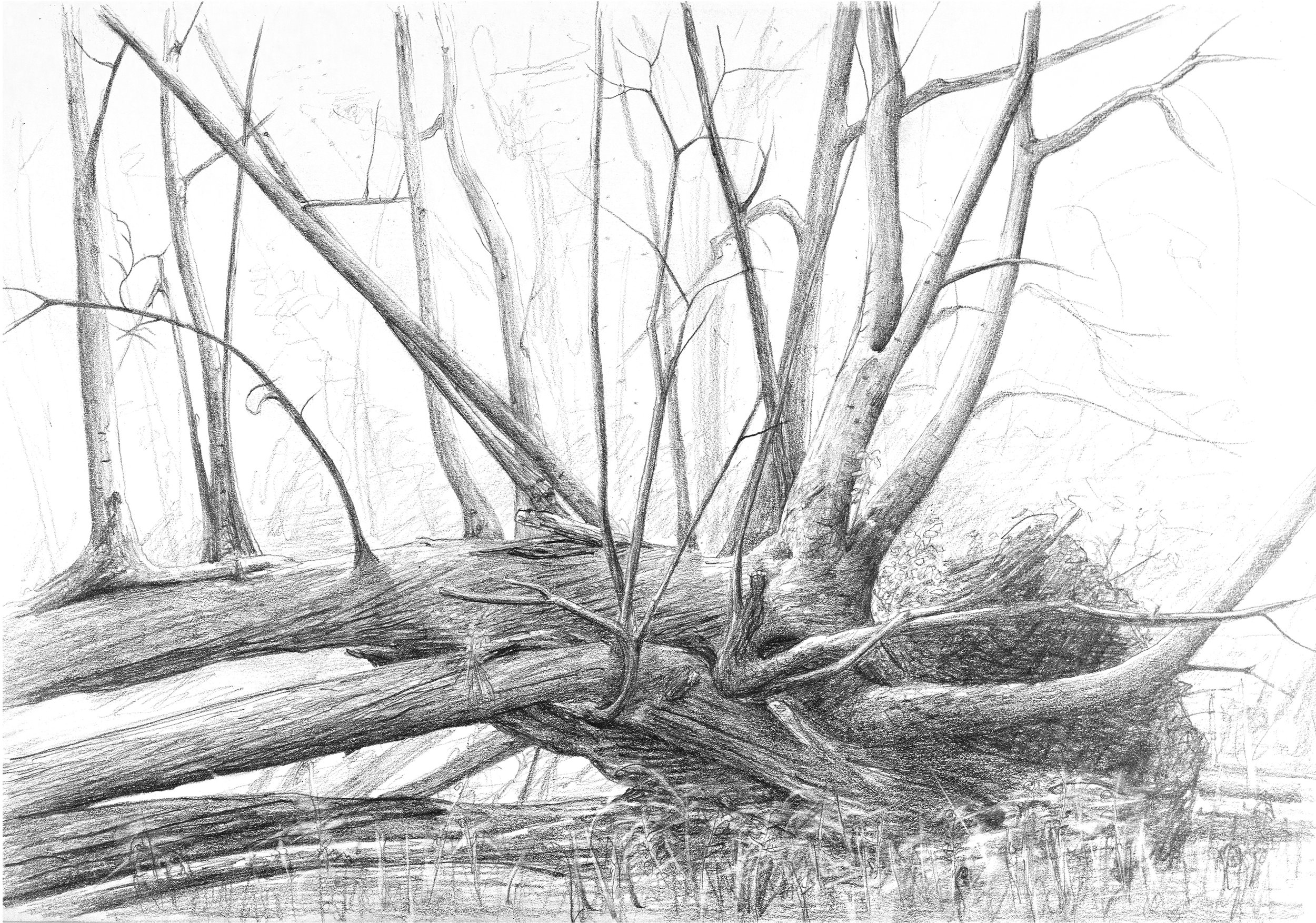 Fallen sweet chestnut, Prior's Wood, North Somerset