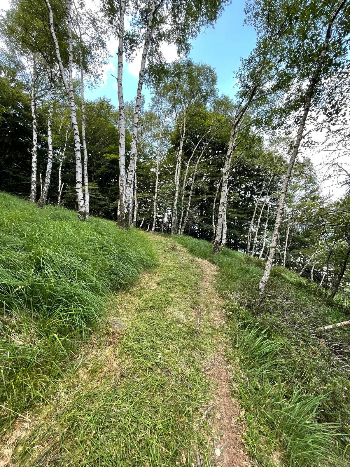 Immagine WhatsApp 2025-07-19 ore 21.51.56_b53ca170.jpg