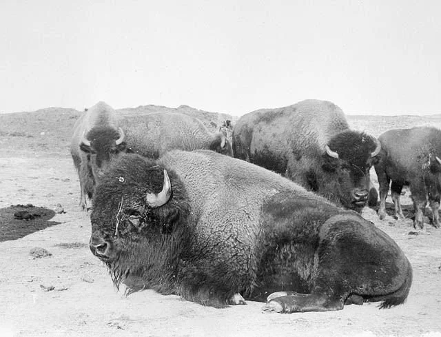 A Brief Explanation of the Name