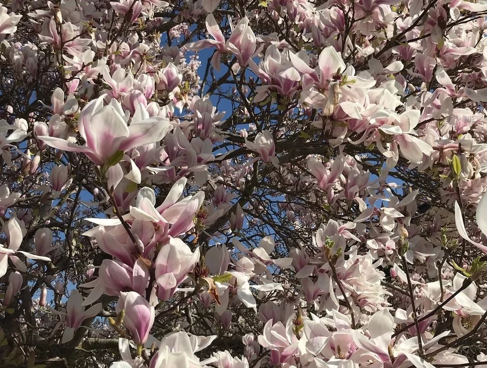 Spring 2022 Newsletter