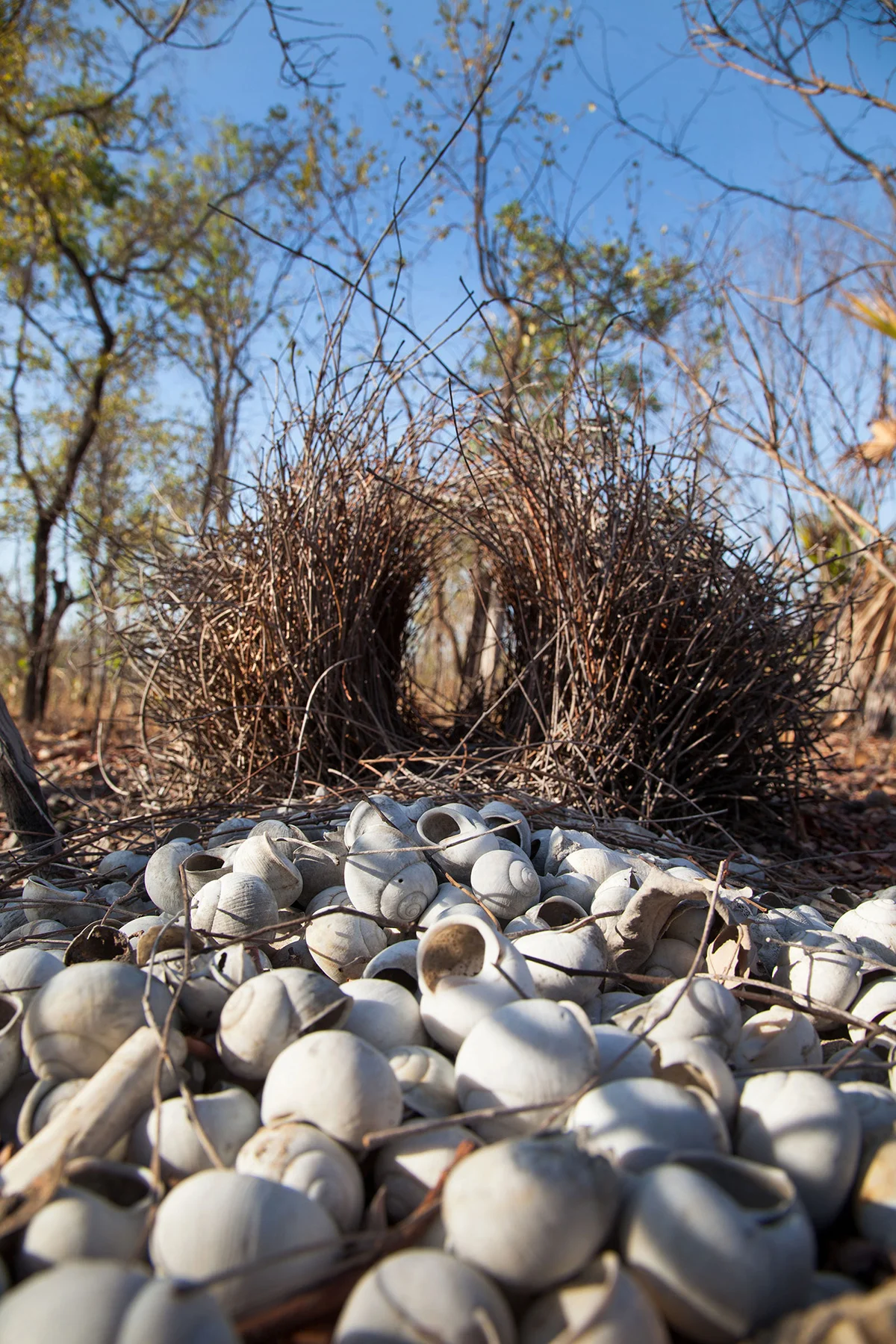 NGphotographics - Bower bird nest