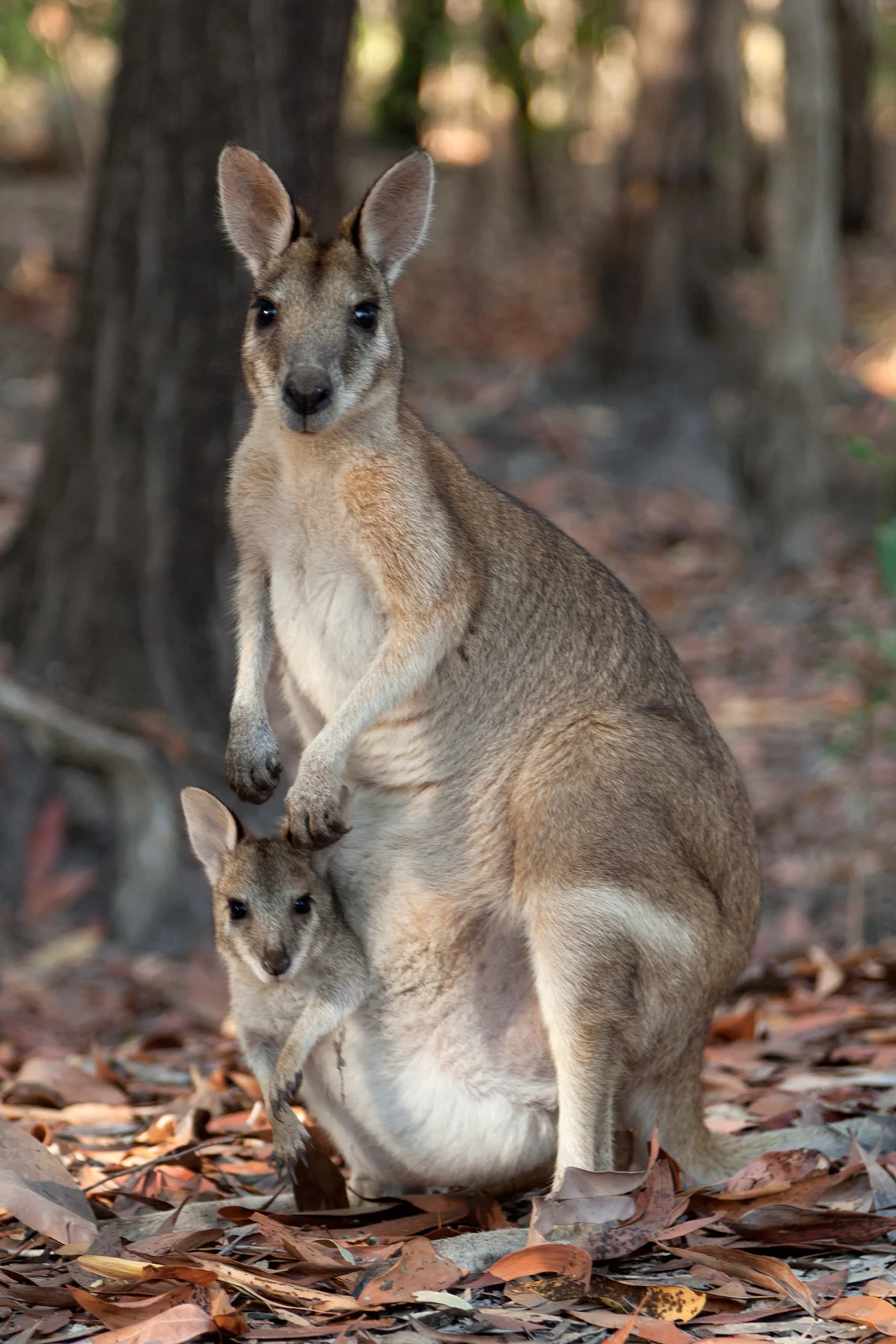 NGphotographics - Wallaby with Joey